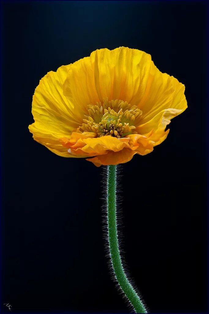 Poppies Poppies, Flowers, Flower painting