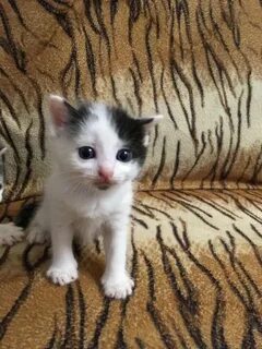 Котенок в чебоксарах