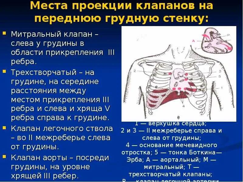 Боли чуть выше груди. Боль грудной клетки спереди слева. Болит грудная клетка спереди. Болит правая сторона грудной клетки спереди. Колющие боли в области грудной клетки.