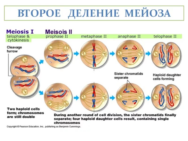 Как называется стадия мейоза. Деление клетки мейоз анафаза 2. мейоз 1 деление. фазы мейоза 2 деление. этапы мейоза 1.