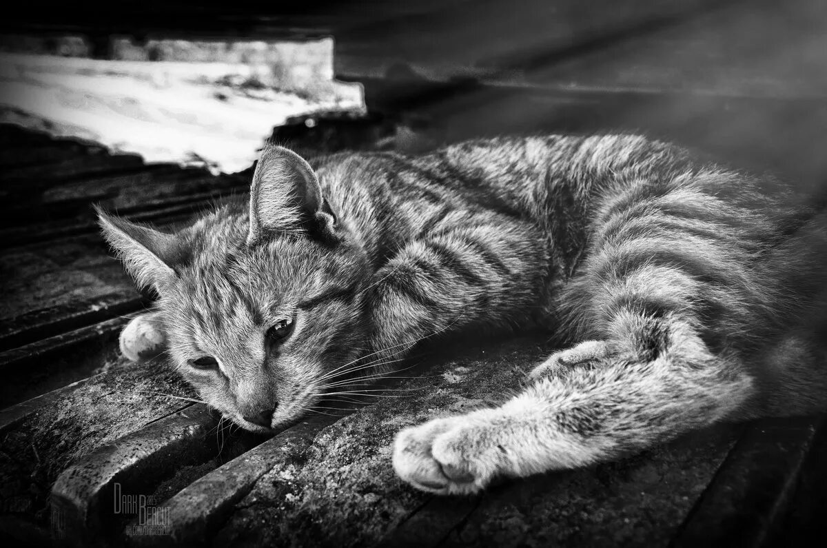 Грусть кота. Бездомный кот. Одинокий кот. Грустный полосатый кот. Одинокая кошка.