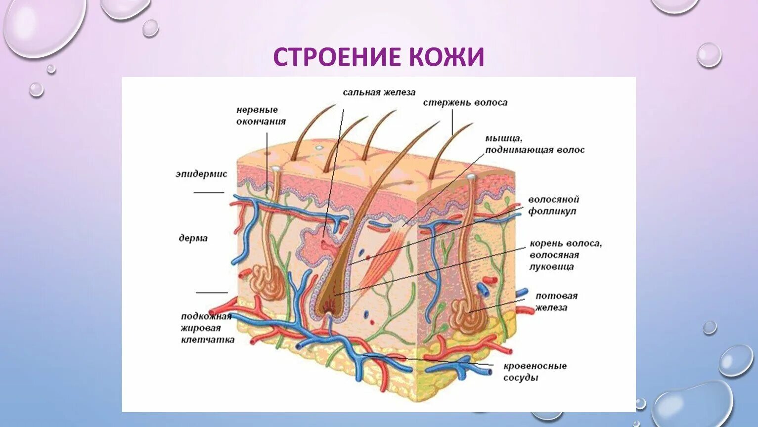 Какими цифрами обозначены на рисунке структуры кожи. Структура кожи биология 8 класс. строение кожи 8 класс биология. строение структуры кожи человека. покровная система человека строение.