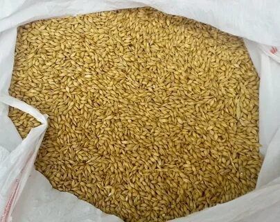 Продам зерно пшеницы