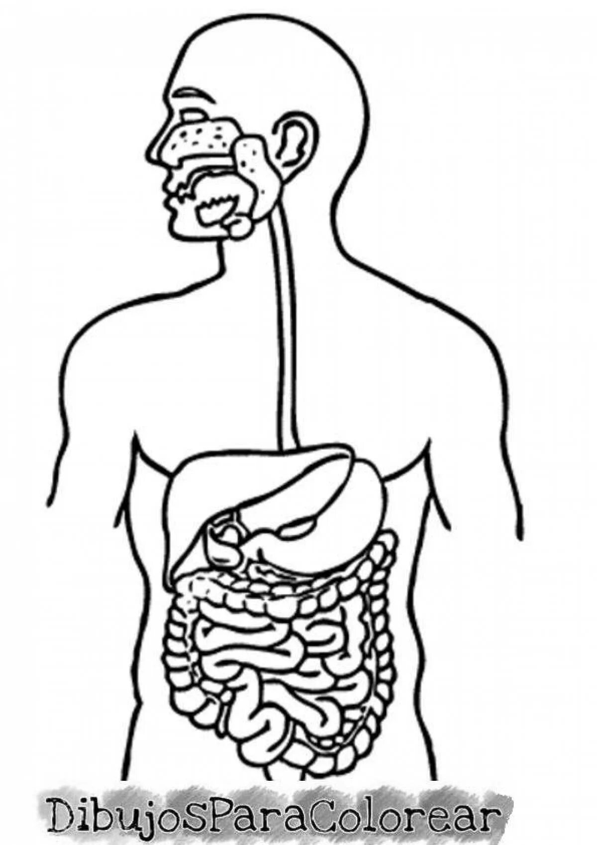 Печатать органы. Пищеварительная система человека. Строение органов пищеварения. Пищеварительные органы человека. Пищеварительная система человека схема.