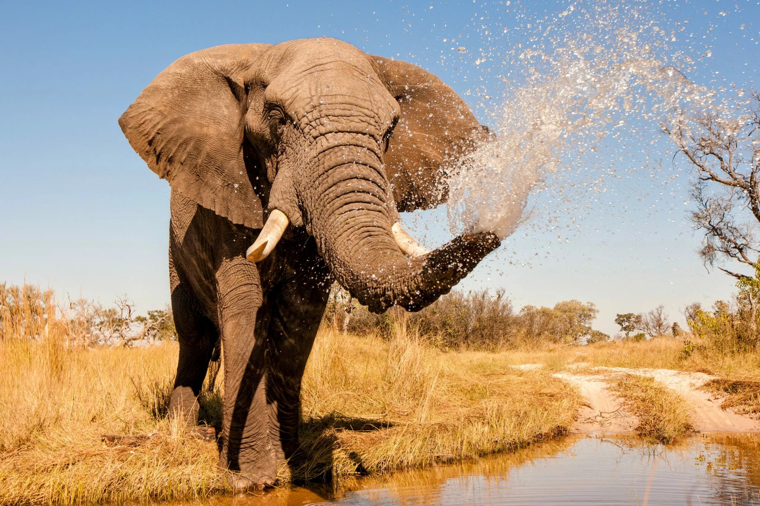 Хобот африканского слона. Африканский саванский слон. Слоны в Африке. Огромные слоны.