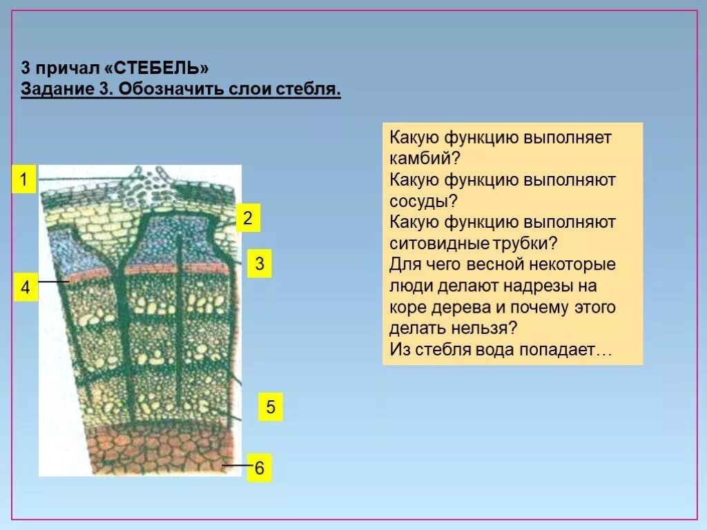 Камбий сосуды устьица древесинные волокна какое понятие. Ситовидные трубки древесного стебля. Камбий функции 6 класс. Функция камбия в стебле древесного растения. Функция сосудов стебля.