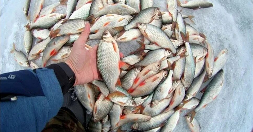 Обское водохранилище рыбалка. Обское водохранилище Новосибирск рыбалка. Зимняя рыбалка в Новосибирске на Обском водохранилище. Зимняя рыбалка на Обском водохранилище. Клев миасс