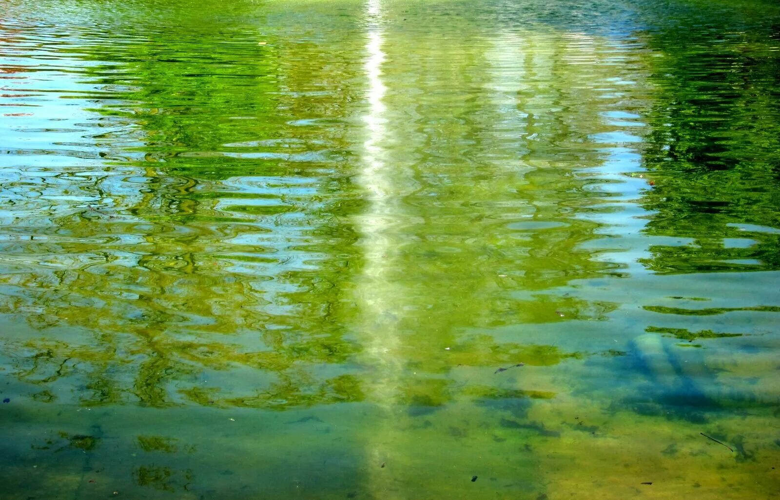 зеркальное отражение в воде. блики на воде. зеркальная вода. зеркальная гладь озера. цветы отражение в воде.
