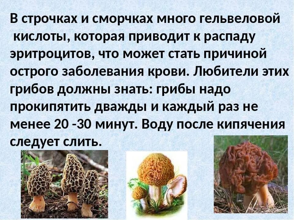 Когда появляются сморчки и строчки