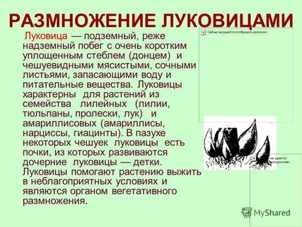 Размножение луковицами