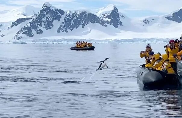 Пингвин касатка лодка. Пингвин спасается от касаток в лодке. Касатка и Пингвин в Антарктиде. Касатка в воде. Пингвин прыгает в лодку от касатки.