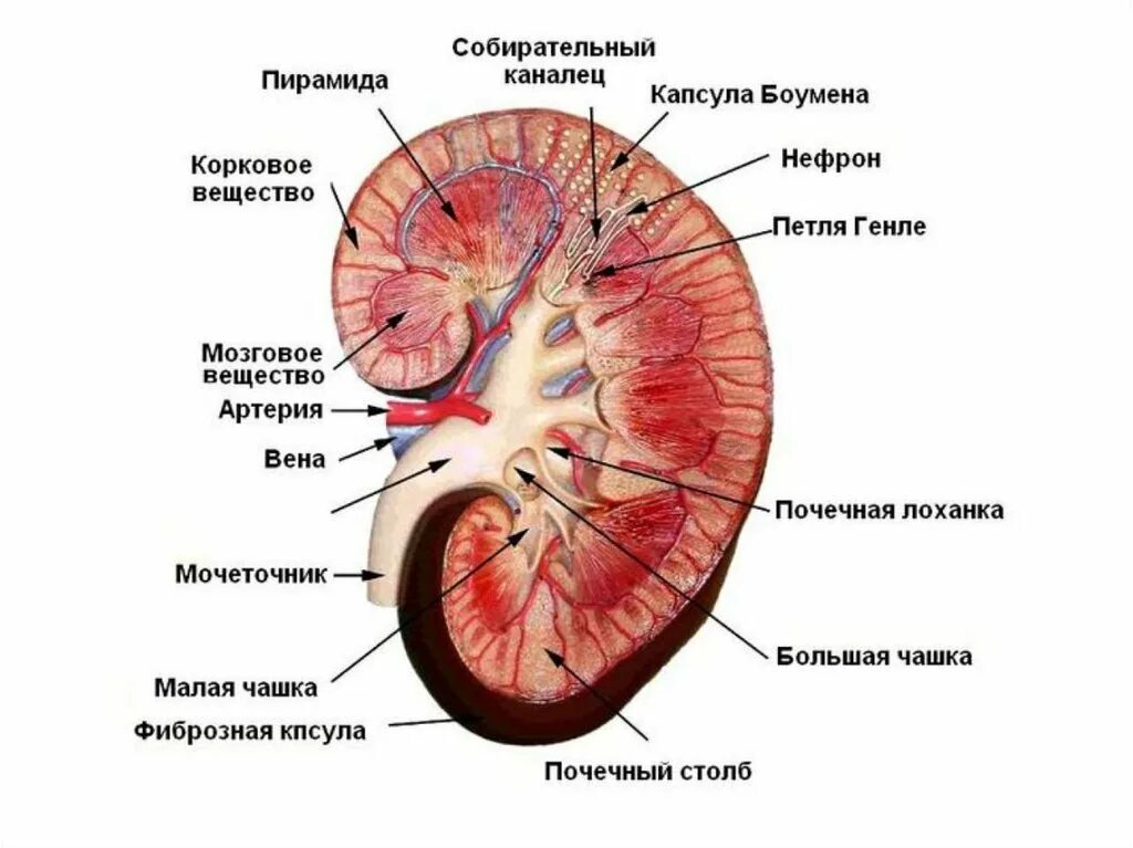 Внутреннее строение почки. Строение почки человека паренхима. Почка строение анатомия ЕГЭ. Паренхима корковое и мозговое вещество почки.