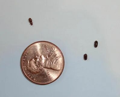 Bugs in the kitchen