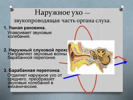 Колебания барабанной перепонки непосредственно передаются на