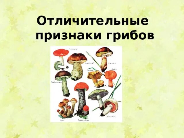 Симптомы и признаки грибов. Отличительные признаки грибов. Отличительные особенности грибов. Отличительнаяособенности грибов. Грибы характерные признаки.