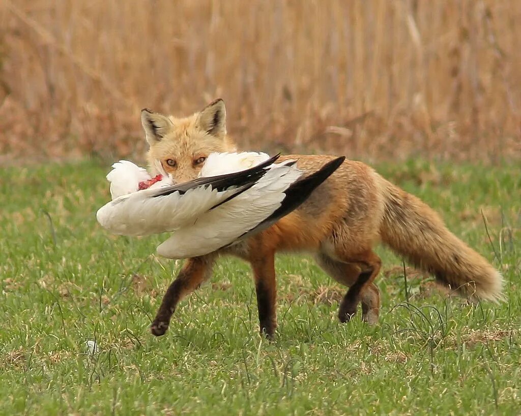 Лиса. Лиса ест. Лиса охотится. Лиса с добычей. Fox hunting