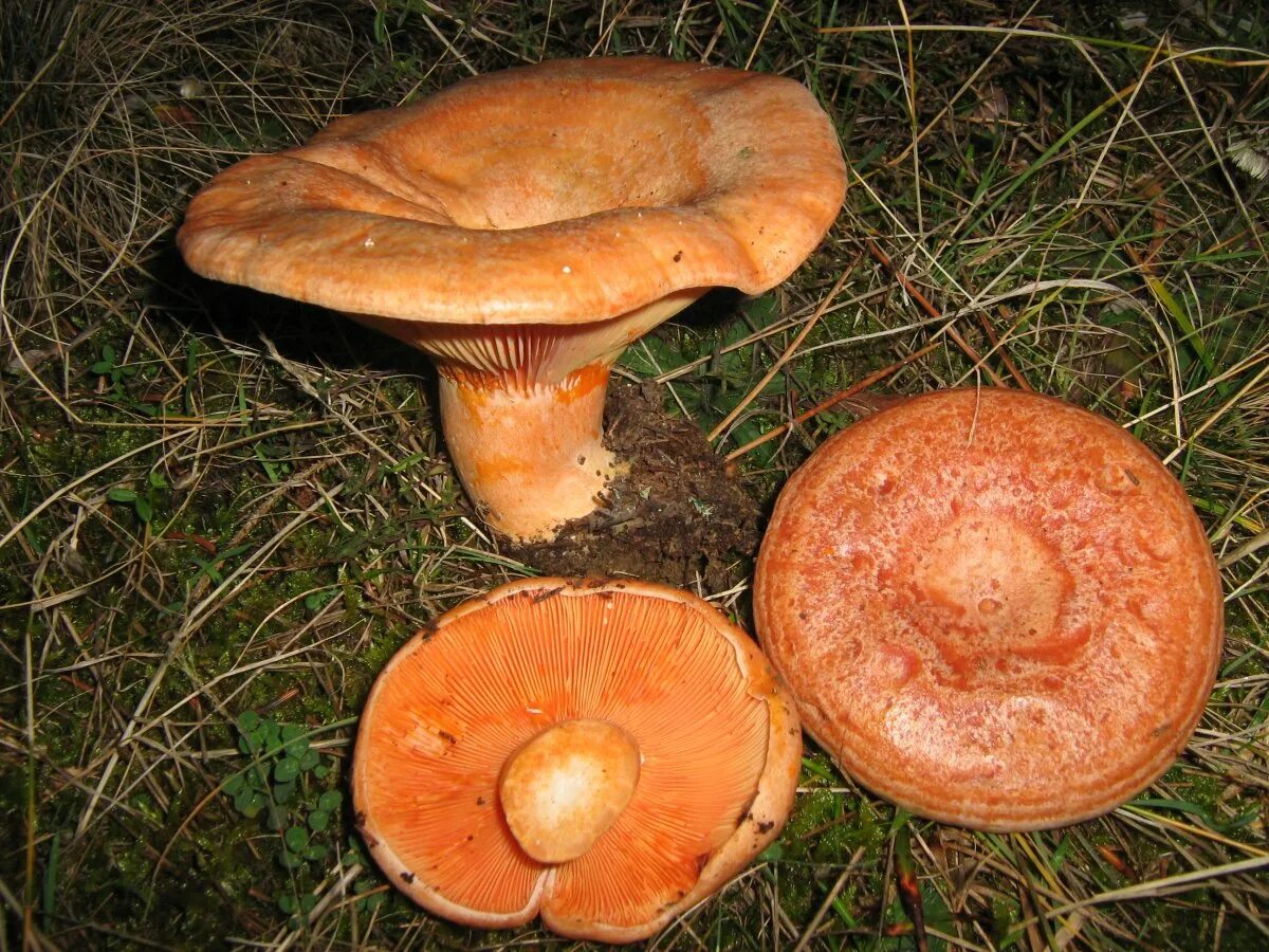 Рыжики грибы. Рыжики пластинчатые грибы. Рыжик гриб съедобный. Подорешник гриб. Три рыжика