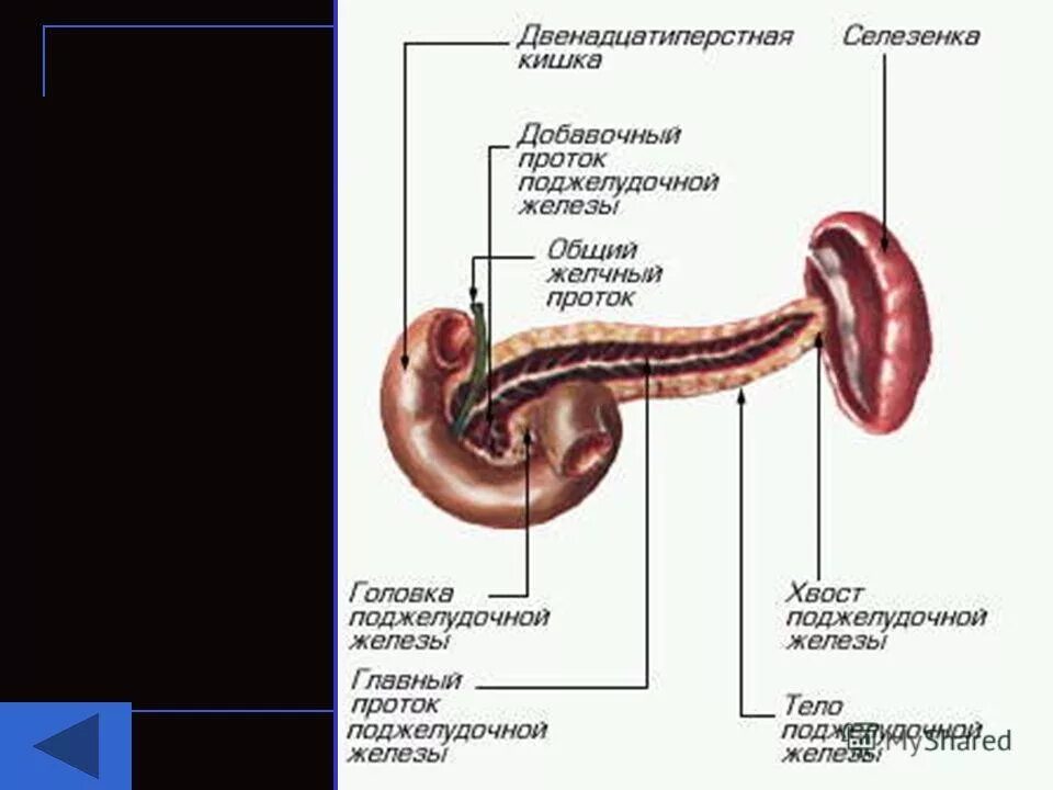 Орган имеет протоки открывающиеся в двенадцатиперстную кишку. Поджелудочная железа головка тело хвост. Выводной проток поджелудочной железы. Строение поджелудочной железы. Главный и добавочный проток поджелудочной железы.
