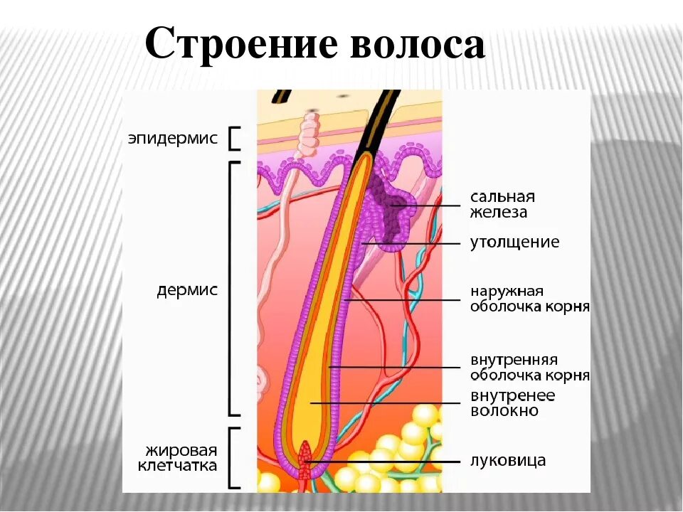 В чем особенность строения волоса какую функцию. Схема строения волоса. строение волоса. строение волоса человека схема. строение стержня волоса.
