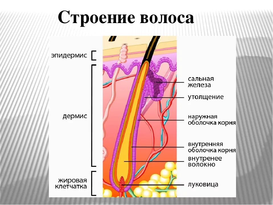 Схема строения волоса. Строение волоса. Строение волоса человека схема. Строение стержня волоса.