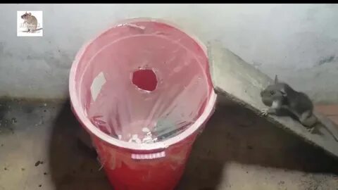 Ловушка для крыс из ведра