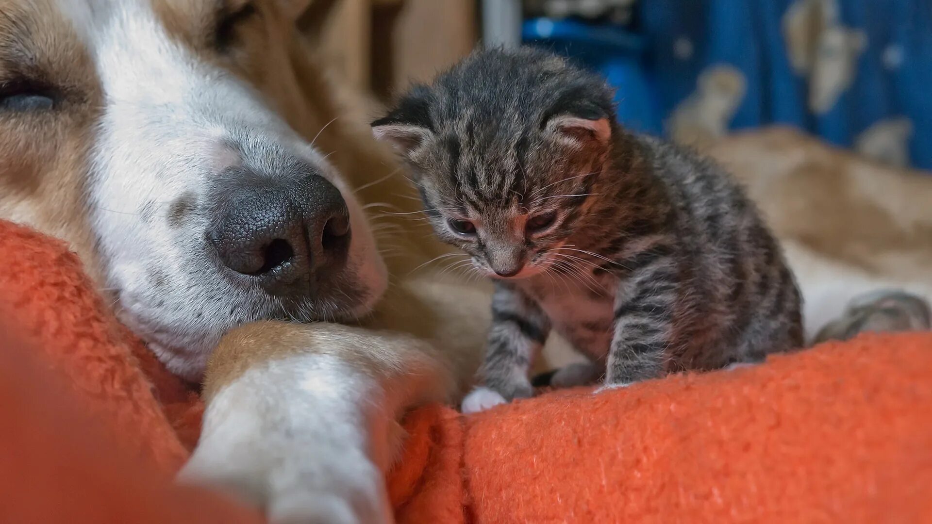 Кошки и собаки. Кот и собака друзья. Смешные котики и собачки. Кот и щенок.