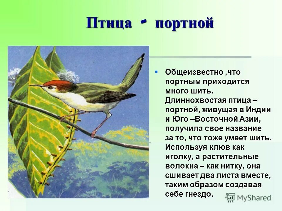 Птица портной дарзи гнездо. Славка портниха птица гнездо. Краснолобая портниха. Гнездо славки портнихи. Славка портниха птица гнездо.
