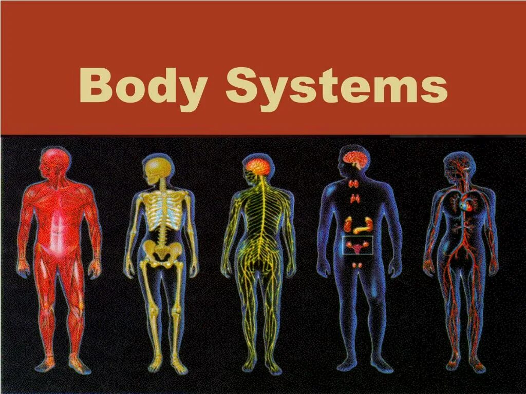Тело управляет человеком. Системы тела человека. Системы органов организма человека. Физиологические системы организма человека. Система органов тела человека.