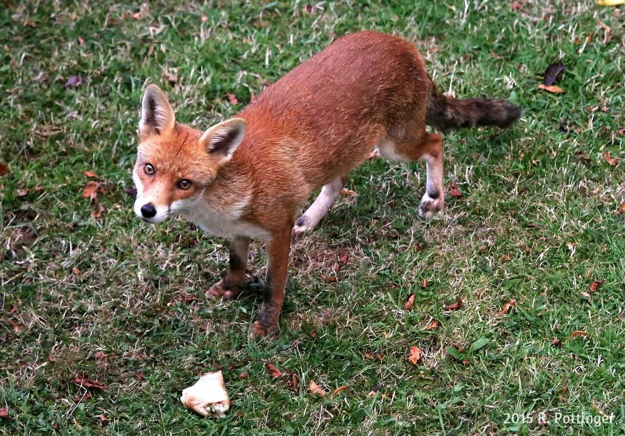 Красная крестовка лиса. Лиса цвет. Цвета лисиц. Серебристая лисица. Fox color