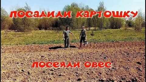 Овес кукуруза картофель