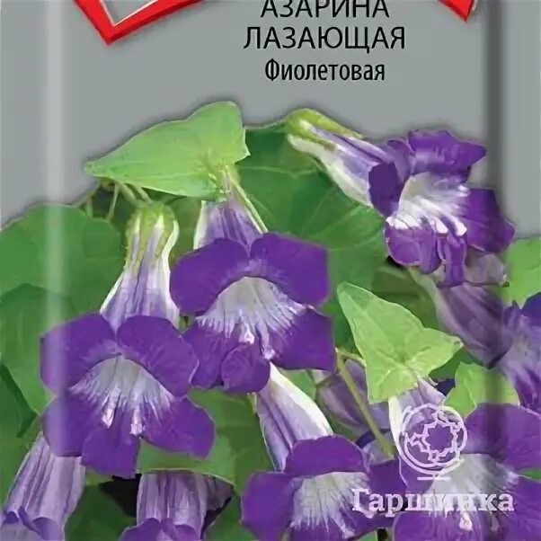 Купить семена, растение - Азарина лазающая, или Маурандия лазающая (Asarina (Mau