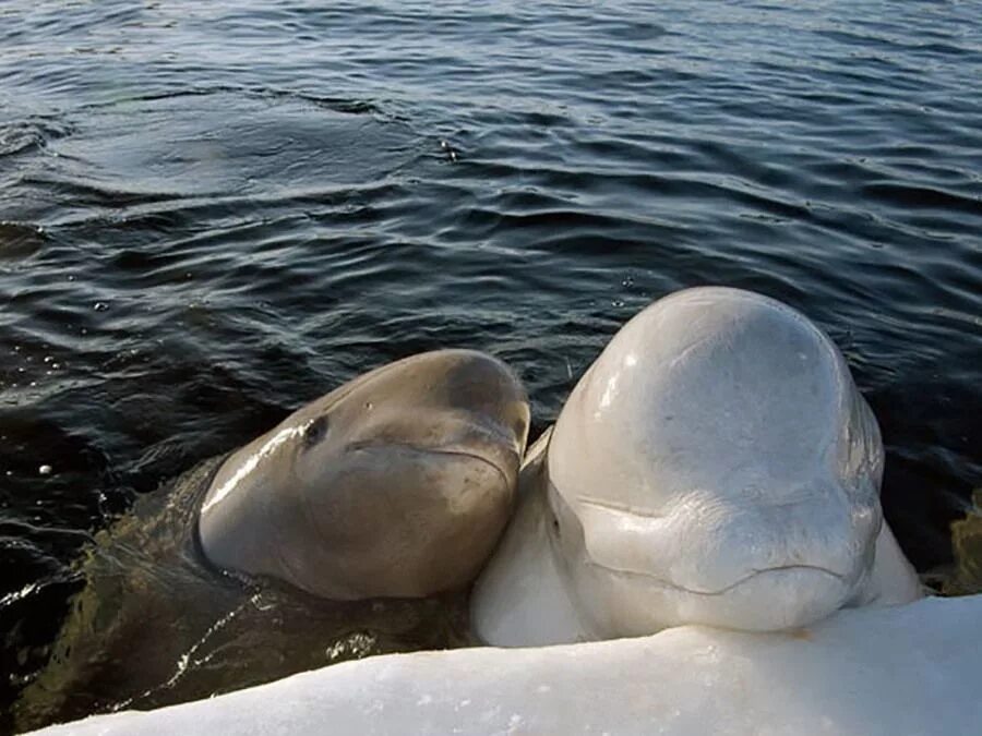 К какой группе относятся белухи. Белуха (Delphinapterus leucas). Белый кит Белуха. Белуха в белом море.
