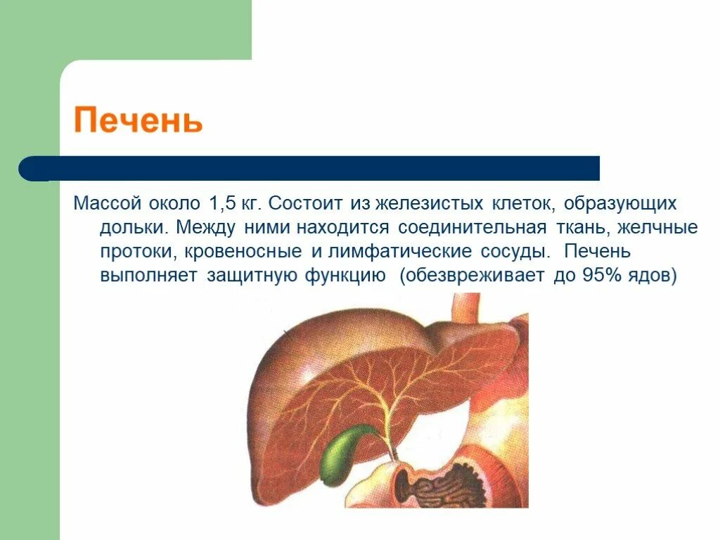 Масса печени составляет. Печень состоит из. Из чего состоит печннь. Из чего состоит печень. Печень состоит из клеток.