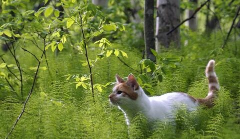 Кот лес