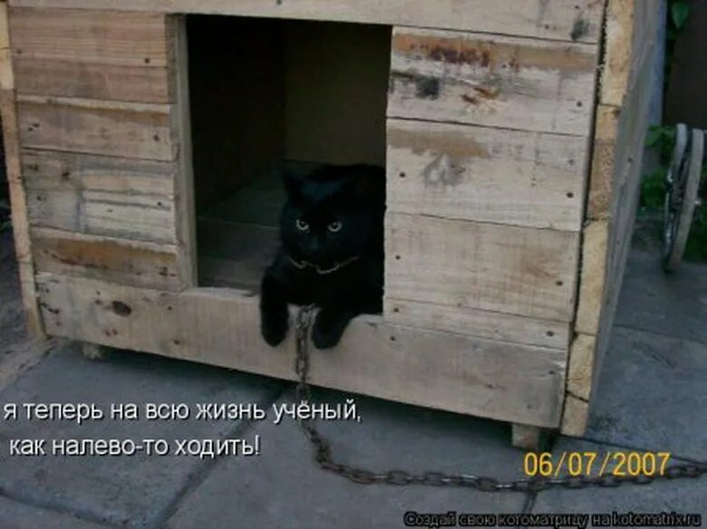 Смешные коты в домике. Кота выгнали. Будка для кота. Будка для собаки и кота. Кошки пришла через