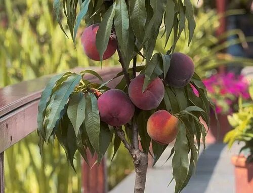 персик тотем садовода колоновидный. персик колоновидный золотой триумф. персик колоновидный золотой триумф. персик тотем садовода колоновидный. абрикос колоновидный принц март.