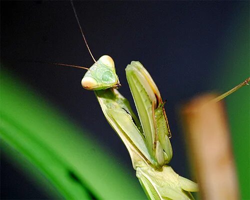 самка богомола ест самца. зелёное насекомое похожее на богомола. древесный богомол hierodula sp. самка богомола постер. жук богомол.