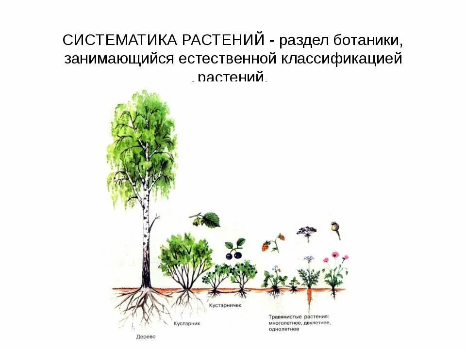 Жизненная форма 5 класс. Жизненные формы растений таблица. Ботаника жизненные формы. Жизненные формы растений ботаника. Основные жизненные формы растений.