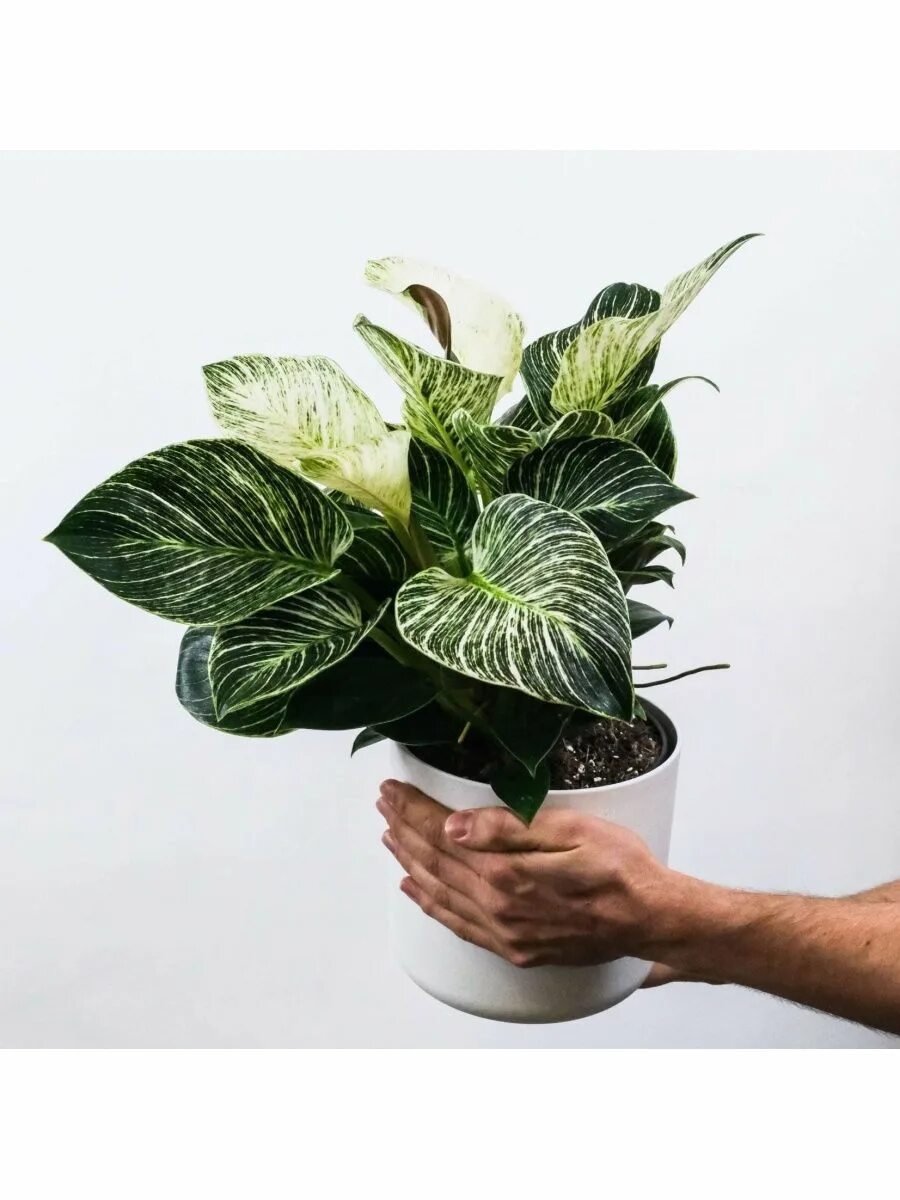 All Foliage Houseplants White Flower Farm in 2023 Philodendron plant, Plants, Wh