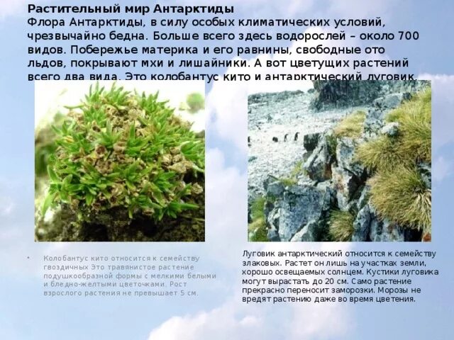 Растительный мир антарктиды представлен. Колобантус кито и антарктический луговик. мхи лишайники водоросли в антарктиде. растения антарктиды лишайники. антарктический луговик в антарктиде.