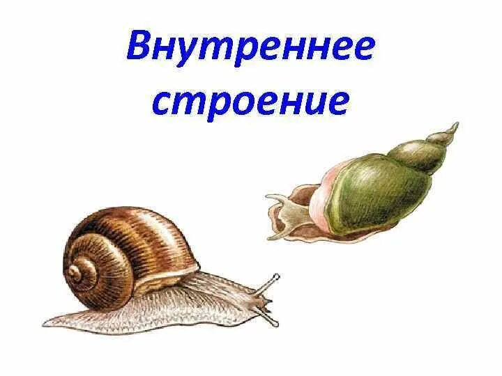 Чем дышат брюхоногие моллюски. Внешнее строение прудовика обыкновенного. строение брюхоногих моллюсков. брюхоногие рисунок.
