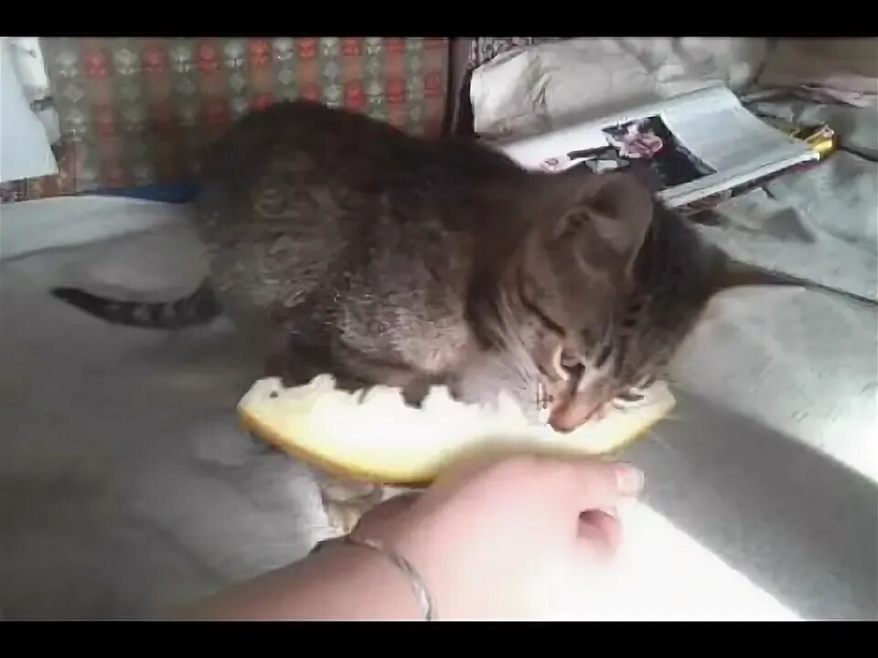 Кот ест дыню. Кошка дыня. коты едят дыню. фото кот ест дыню. кот ест огурец.