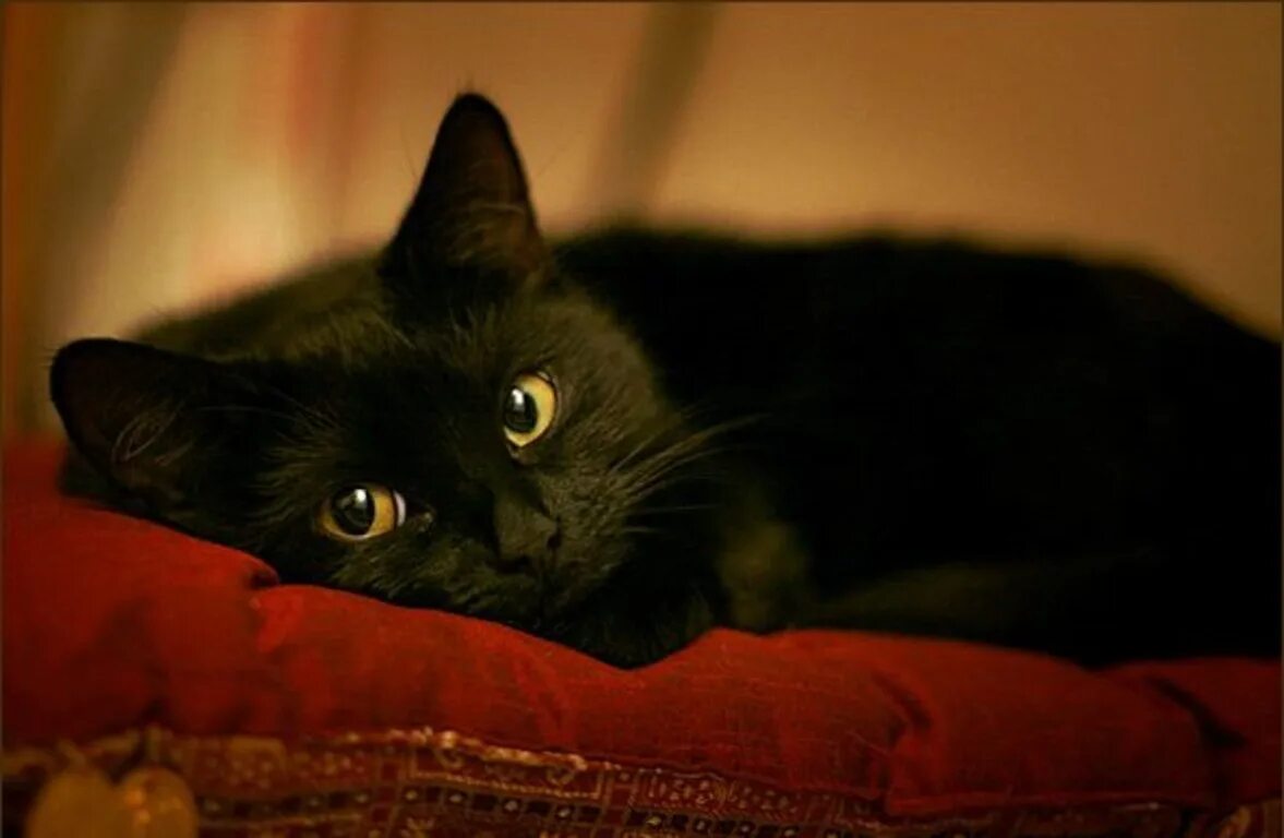 Черная кошка. Черные коты. Кошечка черная. Грустная черная кошка. Черные котята в добрые