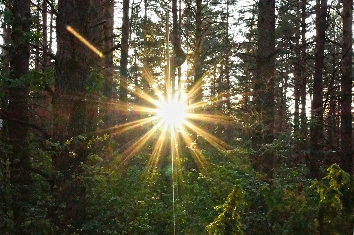 Лес солнце и звезды. "Солнце в лесу". Сосны солнце. Лучи солнца в лесу. Солнце сквозь сосны.