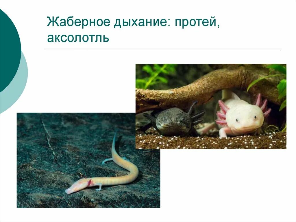 Аксолотль дыхание. Аксолотль дыхание. Личинка саламандры аксолотль. Аксолотль дыхание. Тритон аквариумный аксолотль.