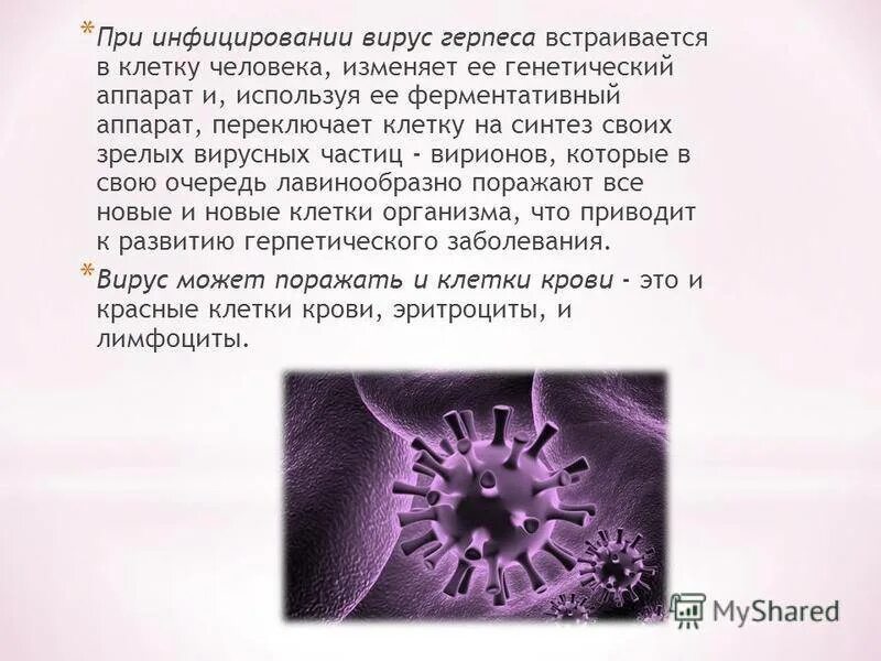 Верны ли следующие о вирусах