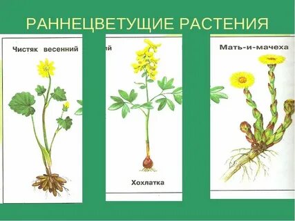 С помощью чего можно узнать название растений