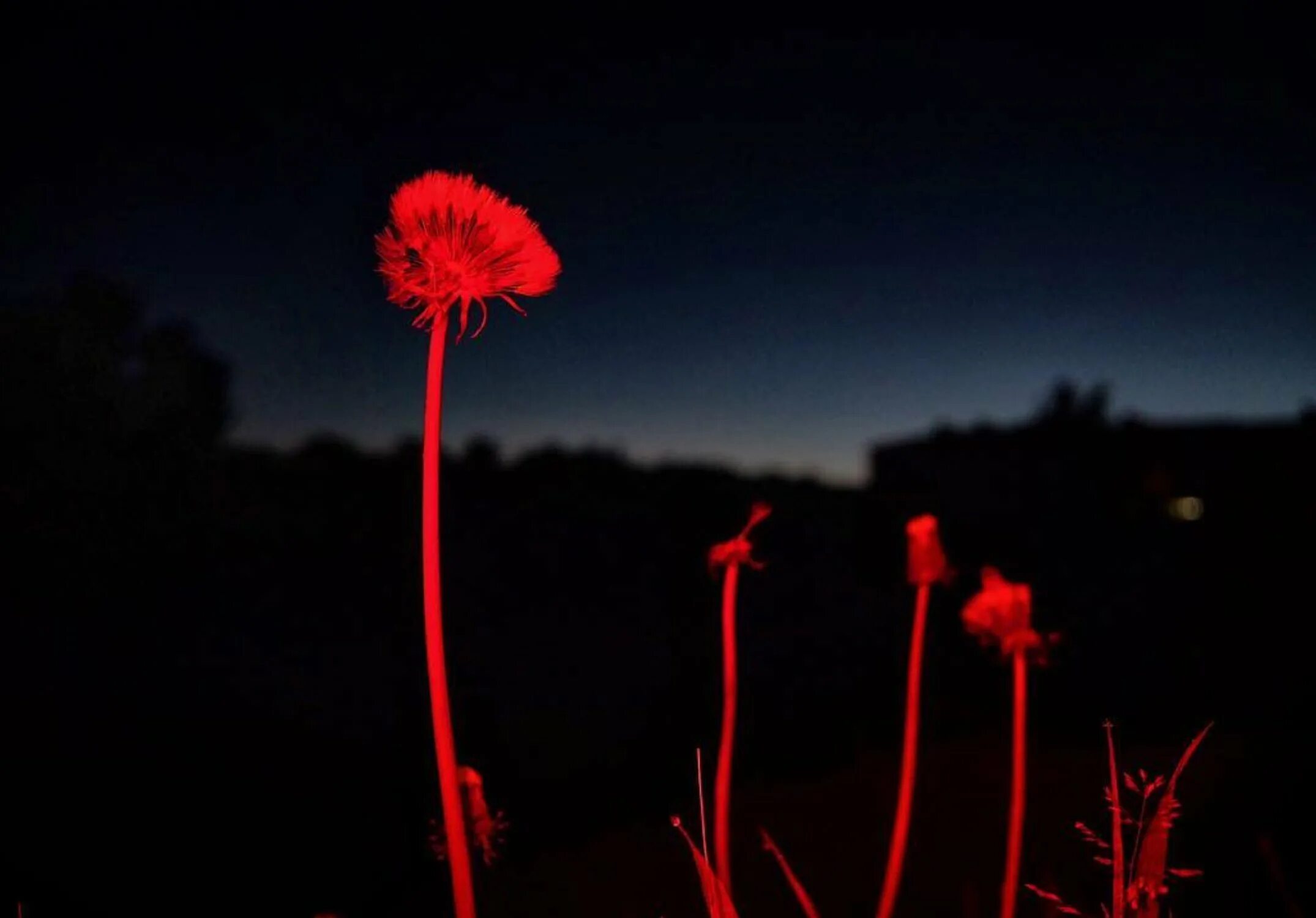 красный одуванчик. фото. соцветие одуванчика. одуванчик гигант. красный одуванчик.