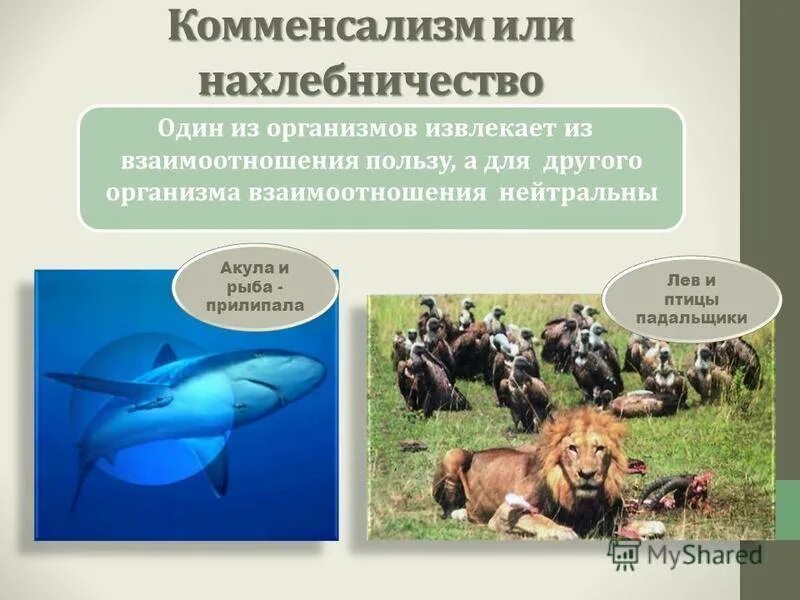 Нахлебничество в биологии примеры. Типы взаимодействия организмов комменсализм. Комменсализм нахлебничество. Взаимоотношения комменсализм примеры. Взаимоотношения организмов комменсализм примеры.