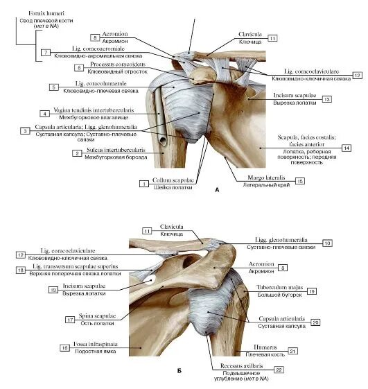 Плечевые связки. Мышцы и связки плечевого сустава сзади. Строение плечевого сустава вид сзади. Связочный аппарат плечевого сустава. Строение плечевого сустава вид спереди.